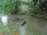 Kressbach mit Hochwasser