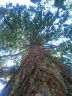 Ein riesiger Mammutbaum